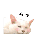 まめくちゃみるvol.2 猫の写真スタンプ（個別スタンプ：31）