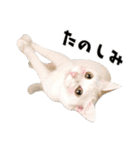 まめくちゃみるvol.2 猫の写真スタンプ（個別スタンプ：32）