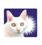 まめくちゃみるvol.2 猫の写真スタンプ（個別スタンプ：33）