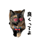 まめくちゃみるvol.2 猫の写真スタンプ（個別スタンプ：35）