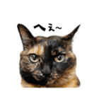 まめくちゃみるvol.2 猫の写真スタンプ（個別スタンプ：36）