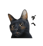 まめくちゃみるvol.2 猫の写真スタンプ（個別スタンプ：38）
