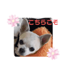 コロンの母スタンプ（個別スタンプ：8）
