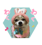 ちっちゃいパピヨン 日常編（個別スタンプ：1）