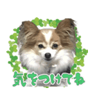 ちっちゃいパピヨン 日常編（個別スタンプ：3）