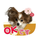 ちっちゃいパピヨン 日常編（個別スタンプ：6）