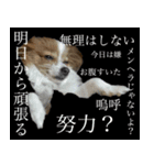 ちっちゃいパピヨン 日常編（個別スタンプ：7）