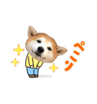 柴犬の源次郎3（個別スタンプ：1）