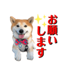 柴犬の源次郎3（個別スタンプ：2）