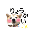 柴犬の源次郎3（個別スタンプ：3）