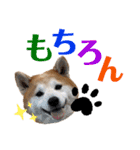 柴犬の源次郎3（個別スタンプ：4）