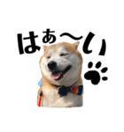 柴犬の源次郎3（個別スタンプ：5）