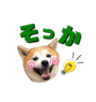 柴犬の源次郎3（個別スタンプ：6）