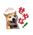 柴犬の源次郎3（個別スタンプ：7）