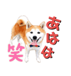 柴犬の源次郎3（個別スタンプ：8）