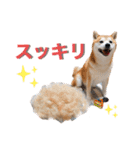 柴犬の源次郎3（個別スタンプ：10）