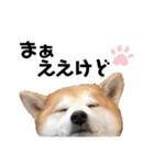 柴犬の源次郎3（個別スタンプ：12）