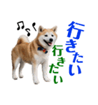 柴犬の源次郎3（個別スタンプ：13）