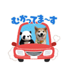 柴犬の源次郎3（個別スタンプ：14）