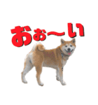 柴犬の源次郎3（個別スタンプ：15）
