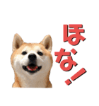柴犬の源次郎3（個別スタンプ：16）
