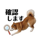 柴犬の源次郎3（個別スタンプ：17）
