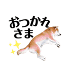 柴犬の源次郎3（個別スタンプ：18）