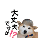柴犬の源次郎3（個別スタンプ：19）