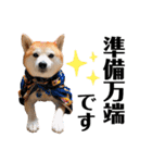 柴犬の源次郎3（個別スタンプ：21）