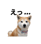 柴犬の源次郎3（個別スタンプ：22）