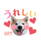 柴犬の源次郎3（個別スタンプ：23）