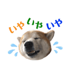 柴犬の源次郎3（個別スタンプ：25）