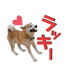 柴犬の源次郎3（個別スタンプ：26）