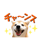 柴犬の源次郎3（個別スタンプ：27）