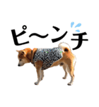 柴犬の源次郎3（個別スタンプ：28）
