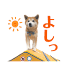 柴犬の源次郎3（個別スタンプ：29）