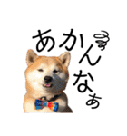 柴犬の源次郎3（個別スタンプ：30）