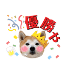 柴犬の源次郎3（個別スタンプ：31）