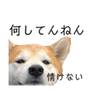 柴犬の源次郎3（個別スタンプ：32）