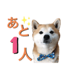 柴犬の源次郎3（個別スタンプ：33）