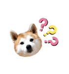 柴犬の源次郎3（個別スタンプ：34）