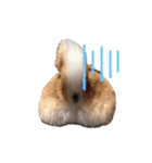 柴犬の源次郎3（個別スタンプ：35）