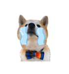 柴犬の源次郎3（個別スタンプ：36）