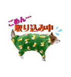 柴犬の源次郎3（個別スタンプ：37）