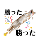 柴犬の源次郎3（個別スタンプ：38）