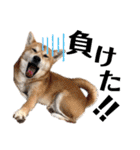 柴犬の源次郎3（個別スタンプ：39）