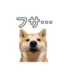 柴犬の源次郎3（個別スタンプ：40）