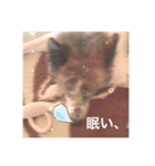 いぬのちょこさん。（個別スタンプ：1）