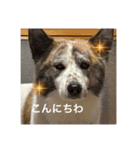 いぬのちょこさん。（個別スタンプ：4）