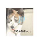 いぬのちょこさん。（個別スタンプ：5）